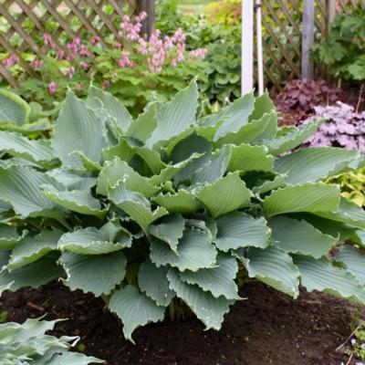 Hosta 'Diamond Lake'